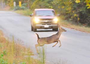 truck deer